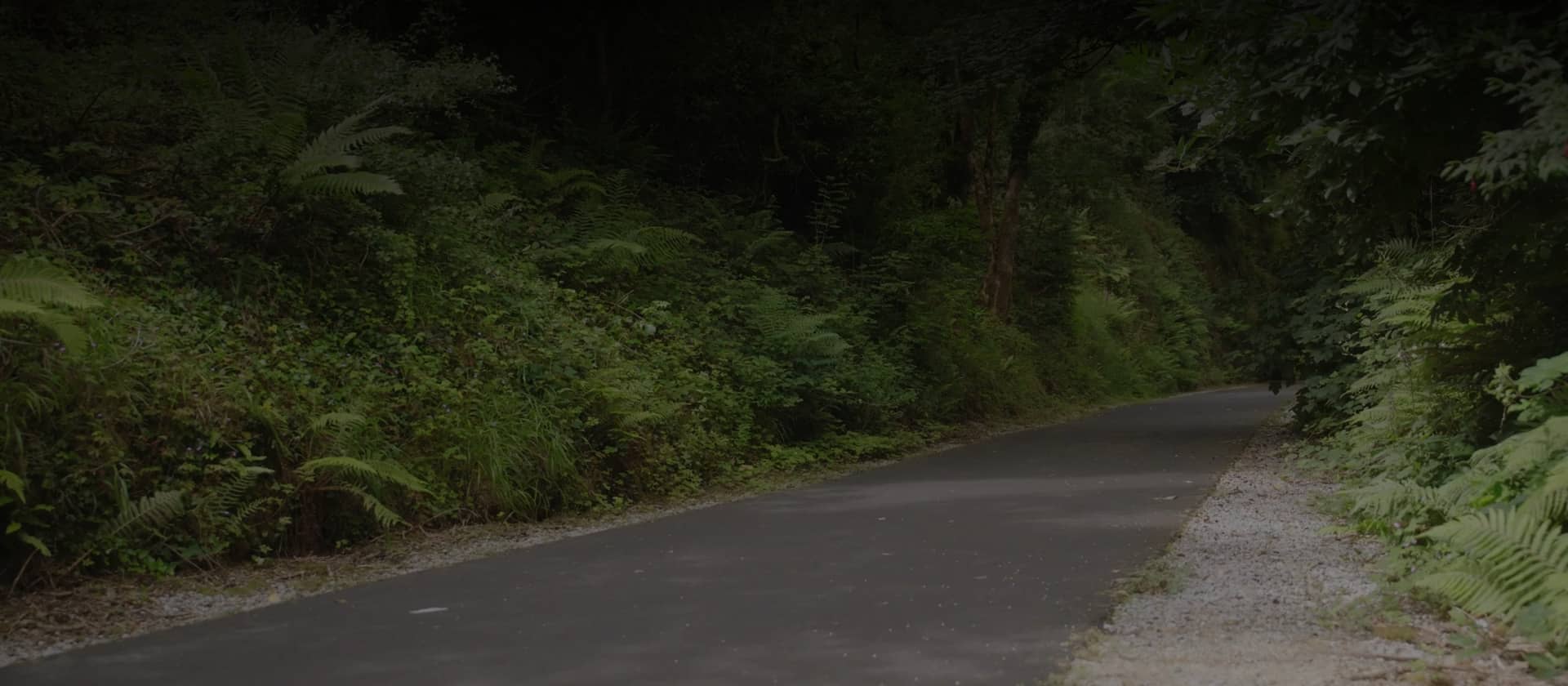 A peaceful stretch of the Waterford Greenway winding through dense woodland, showcasing the smooth cycling path surrounded by lush greenery.